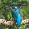Simple Clone Tool v.1.1