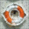 Forkpaint