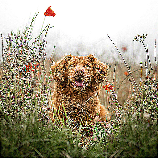 3x3 Convolution Matrix