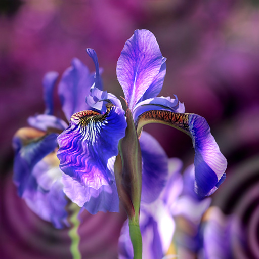 Variation 2