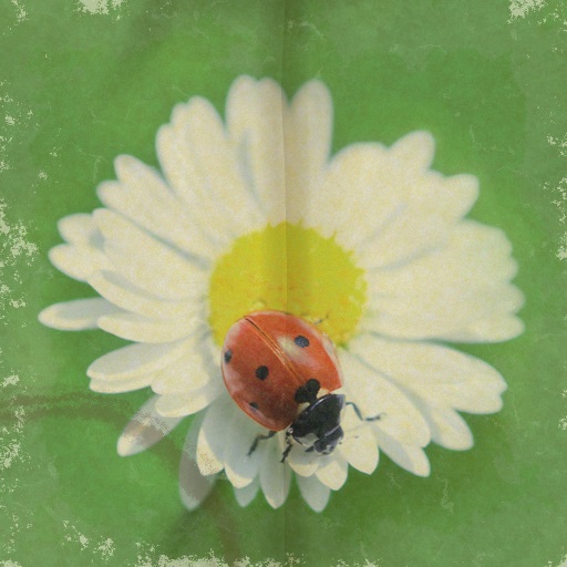 Variation 2