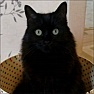 Sonya The Female Cat