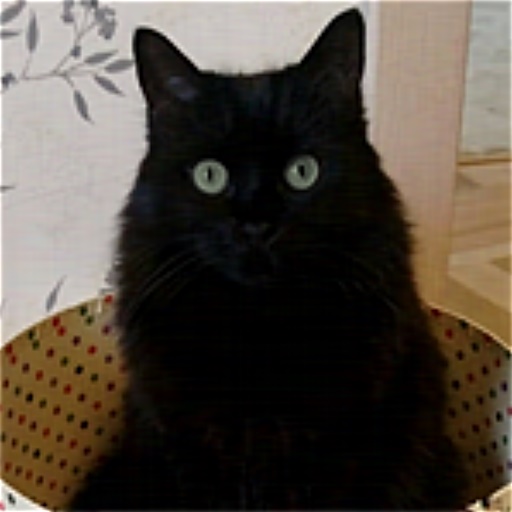 Sonya The Female Cat (Texture)