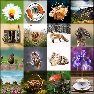 Flipping Image Grid