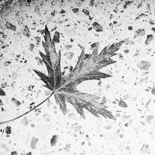 Grainy Dots and Lines