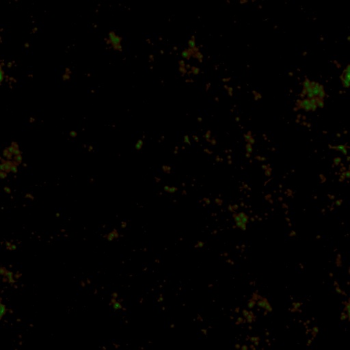 Variation 7