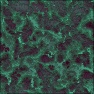 Lichen2