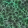 Bacteria