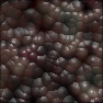 alien egg cluster