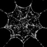 SpiderWeb