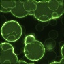 Luminous Cells