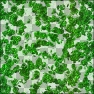 Foxxee's Leafy Canopy