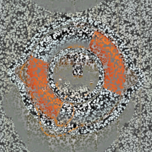 Variation 6