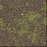 Mossy Dirt