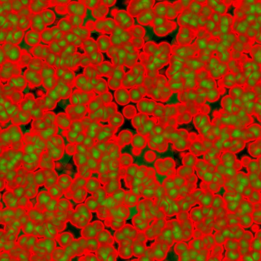 Variation 8