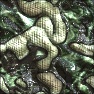 Reptile Rasterizer