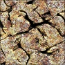 Crevice