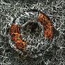 Fiber Image
