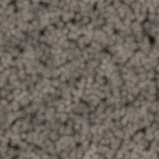 Diffuse Map