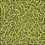 Mustard Virus