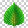 Leaf