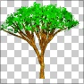Tree, summer