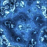 Tissue Section
