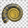 Ammonite