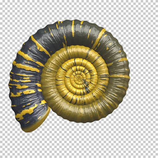 Ammonite (Texture)