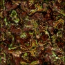 FROGface fromSPACE