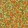 fish-eggs