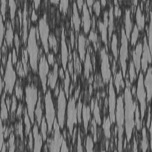 Bump Map