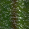 Dino Skin
