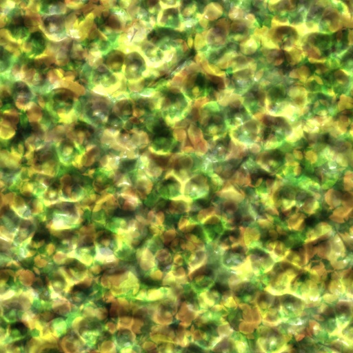 Variation 1