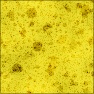 Sponge