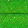 Leaf Surface