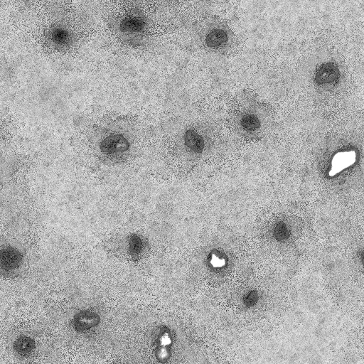 Ambient Occlusion Map