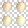 Scallops