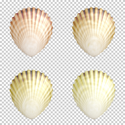 Scallops