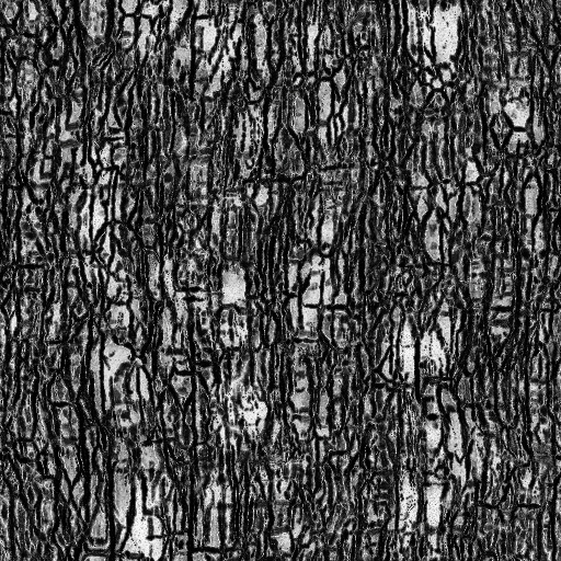Ambient Occlusion Map