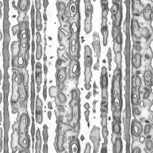 Ambient Occlusion Map