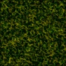 Grass