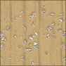 Rocky Sand