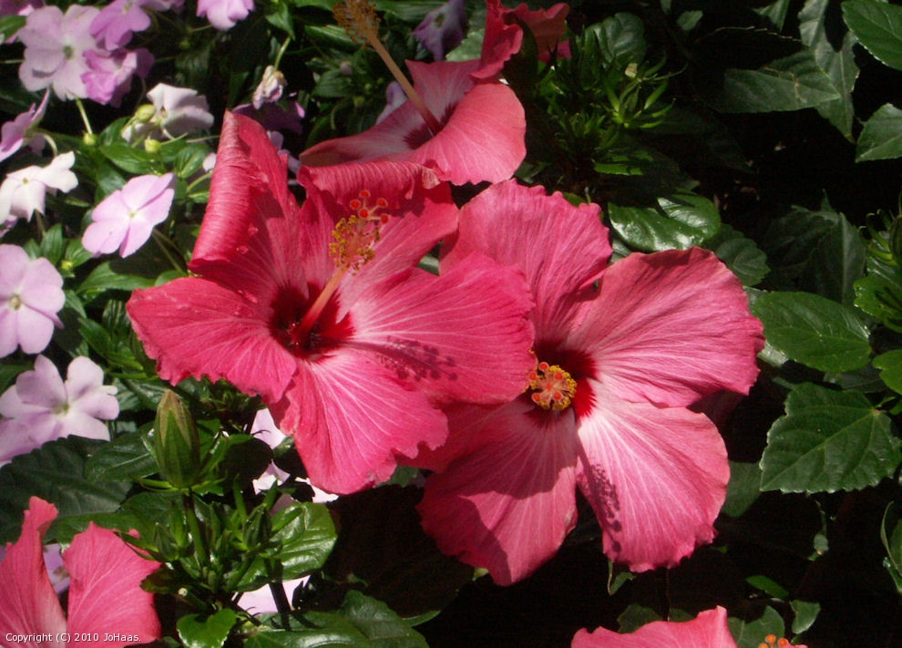 Hibiscus by JoHaas