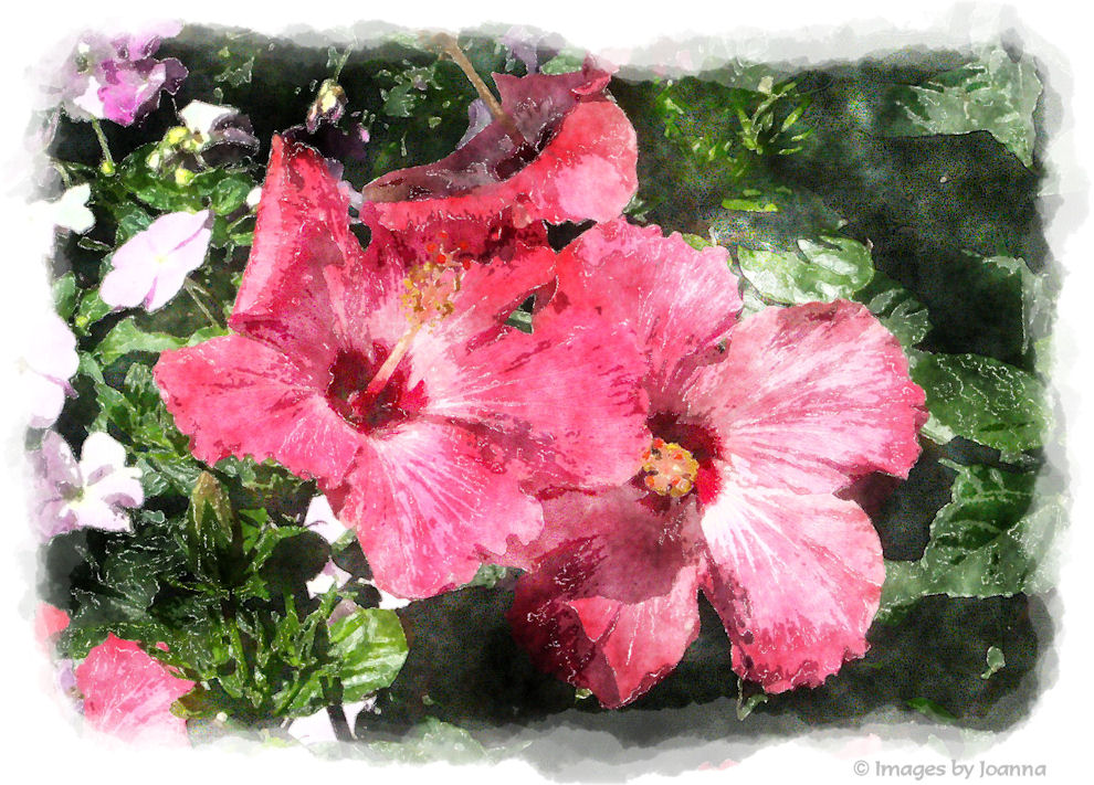 Hibiscus by JoHaas
