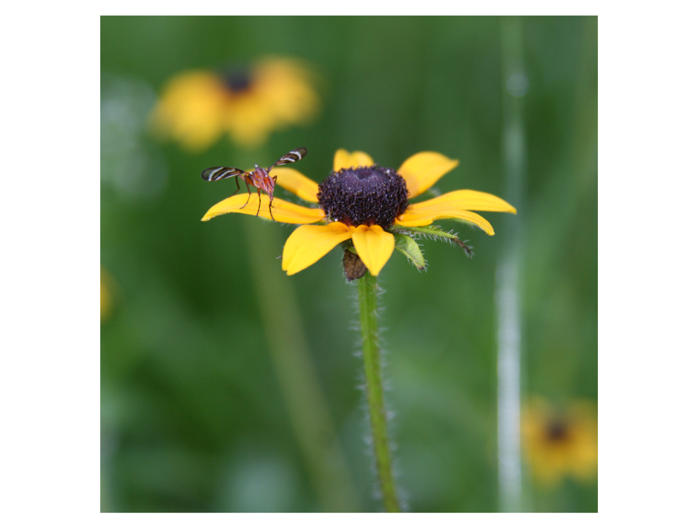 Taking Flight by KBS