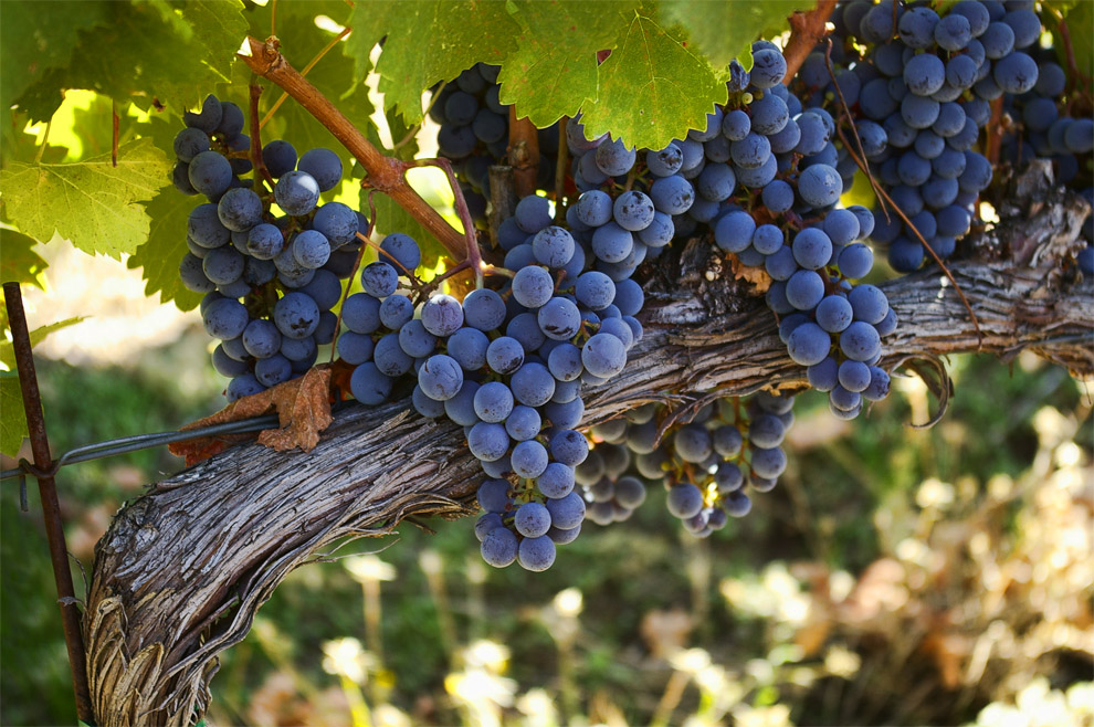 On the Vine by Jane Noel