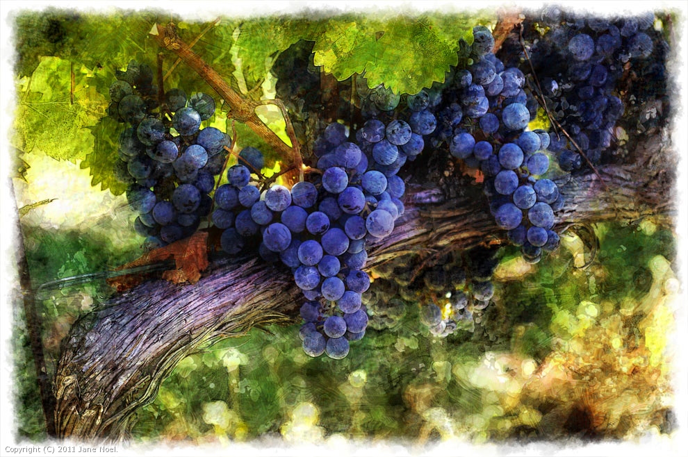 On the Vine by Jane Noel