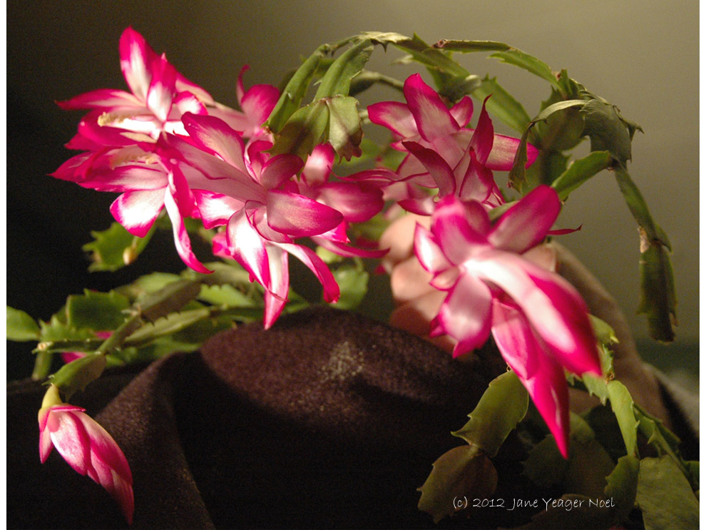 Christmas Cactus by Jane Noel