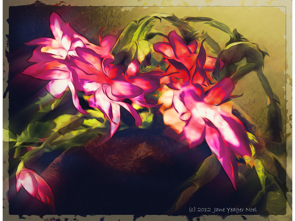 Christmas Cactus by Jane Noel